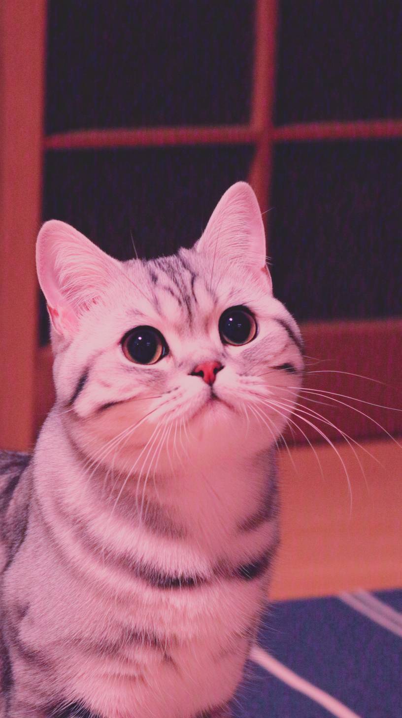 美国短毛猫很可爱