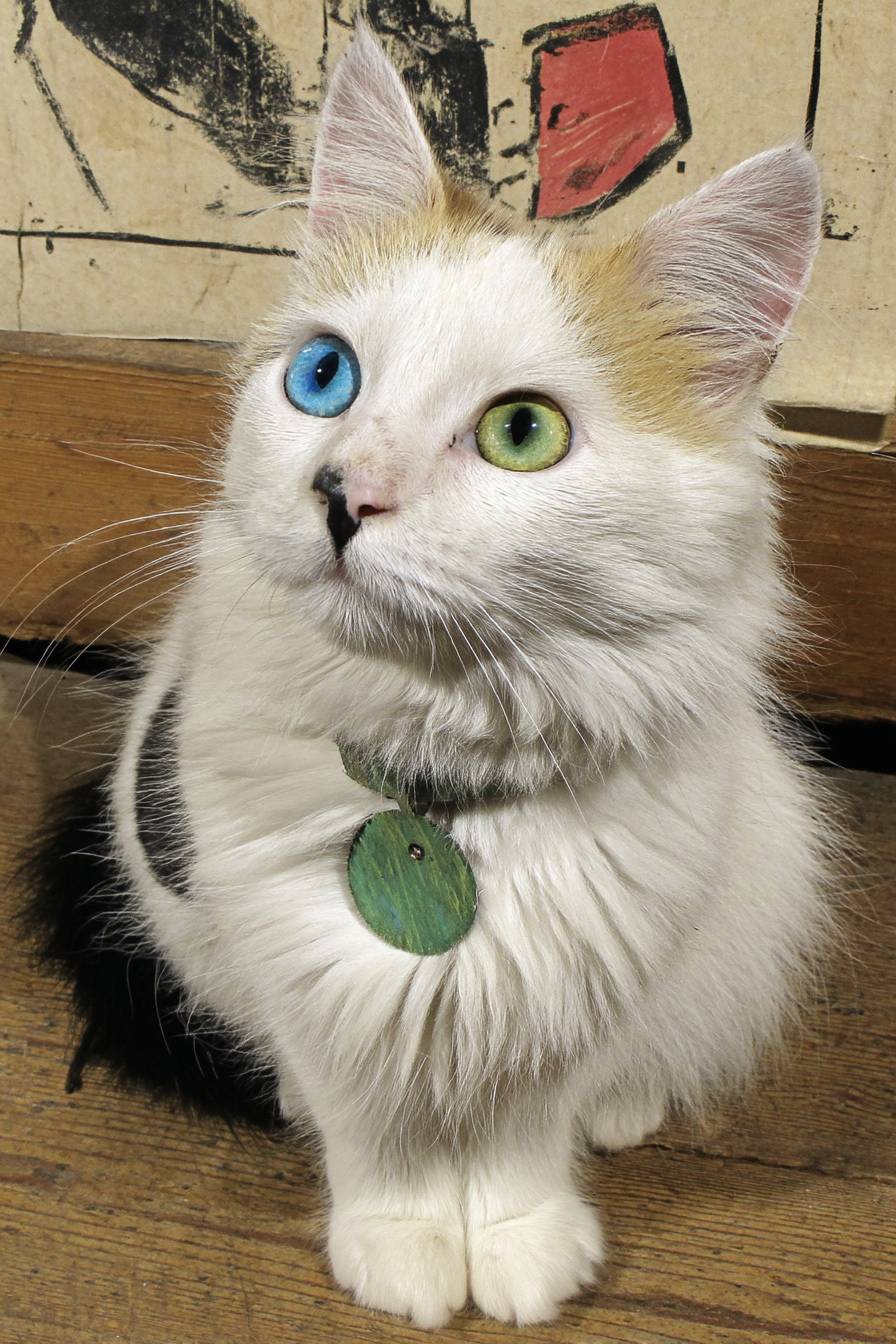 Turkish Van cats are cute