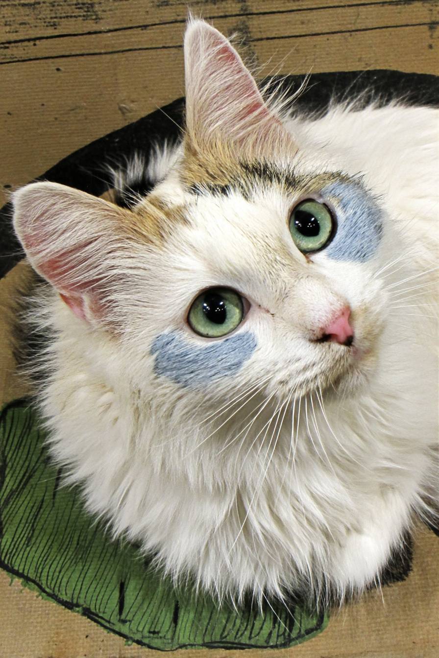 El gato Van turco es lindo