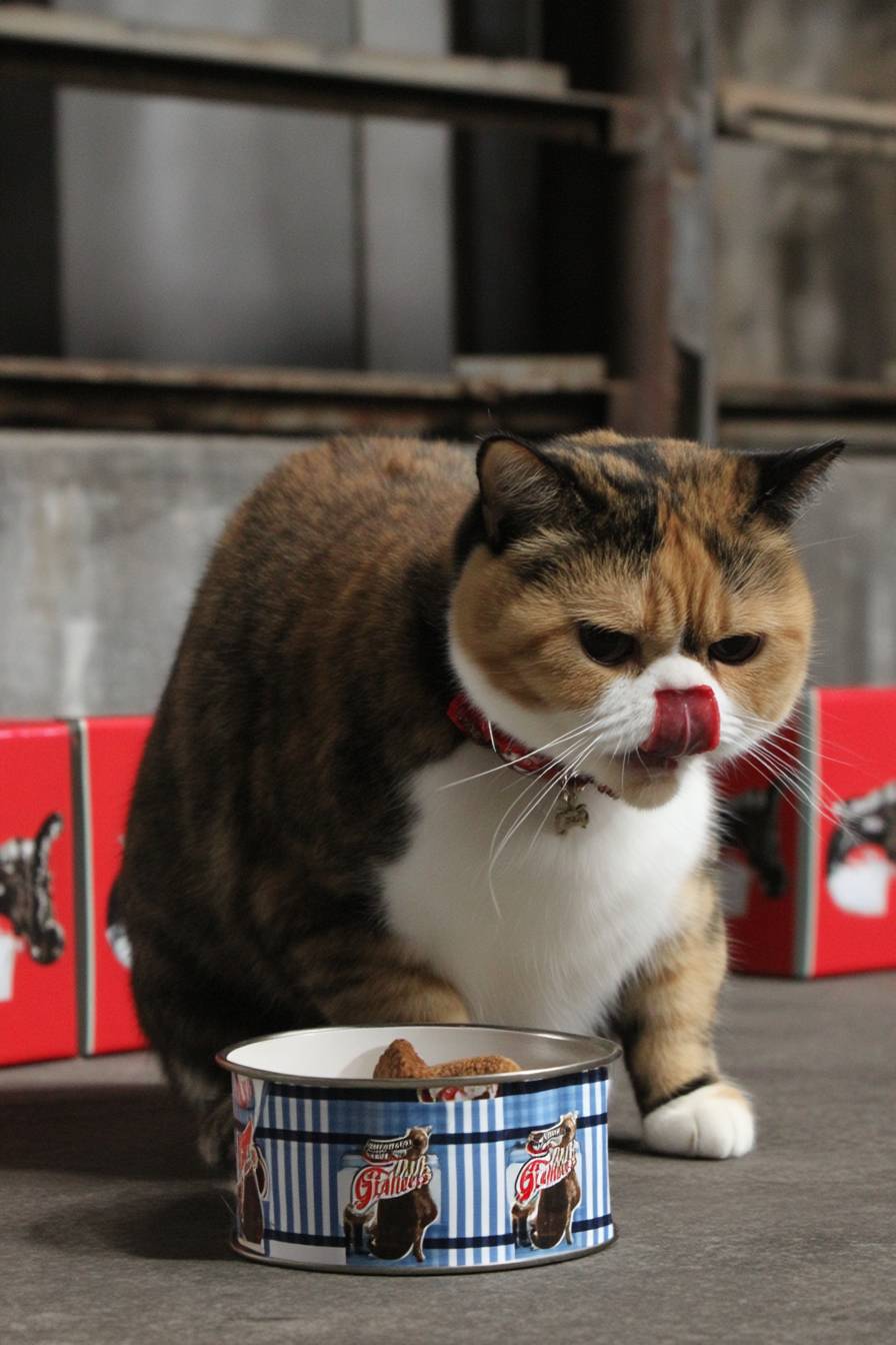 Eine dicke Schildpattkatze frisst Leckerlis.