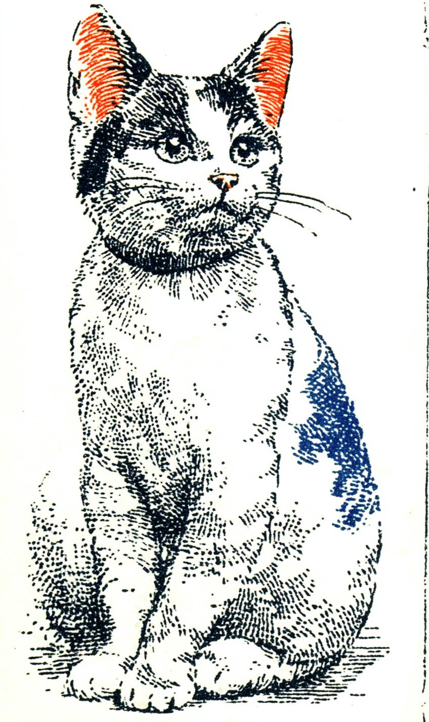 O gato Bobtail japonês é fofo