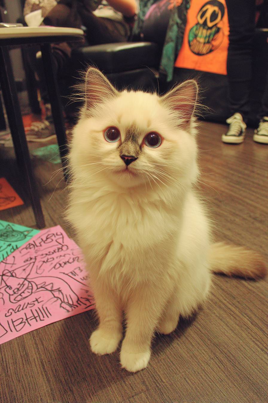 Gatos Ragdoll são fofos
