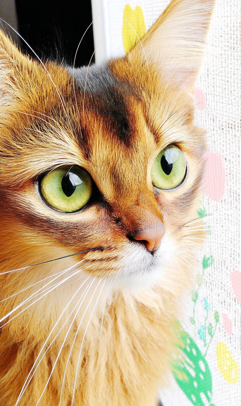 Somalische Katze ist süß
