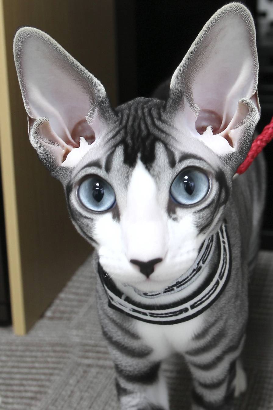 Cornish Rex cat is cute
