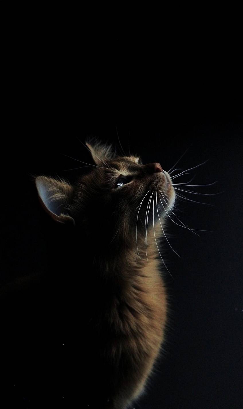 索马里猫很可爱