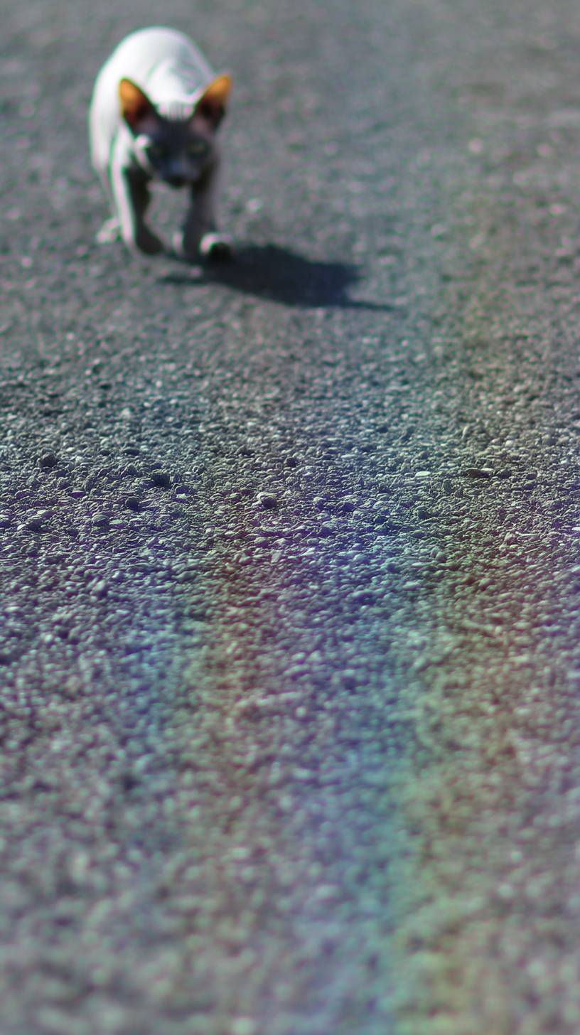 A tiny Sphynx cat chasing its shadow.