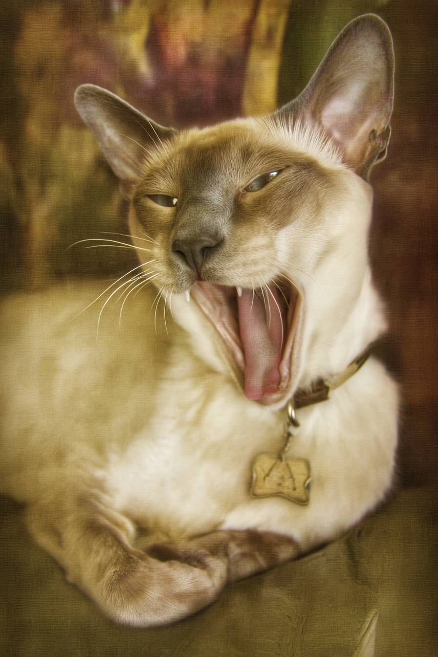 Eine schlafende siamesische Katze gähnt