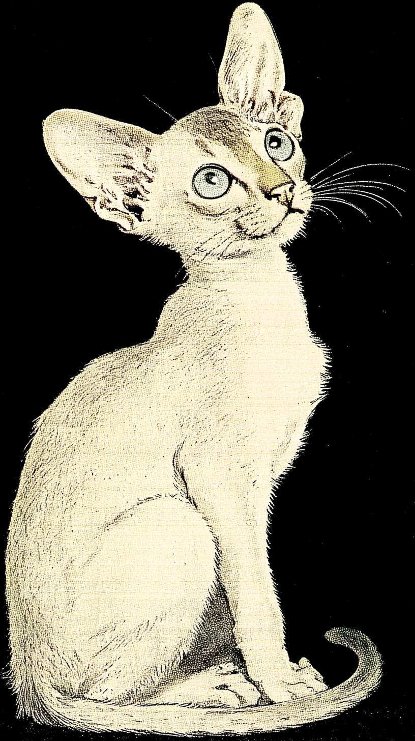 Die Singapur-Katze ist süß
