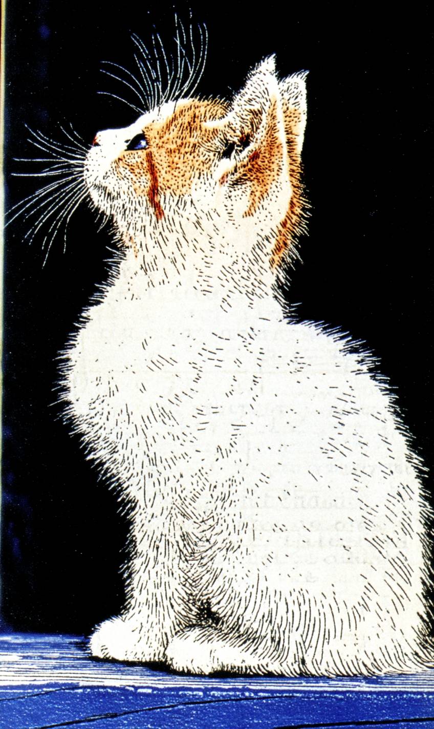 日本のボブテイル猫はかわいい