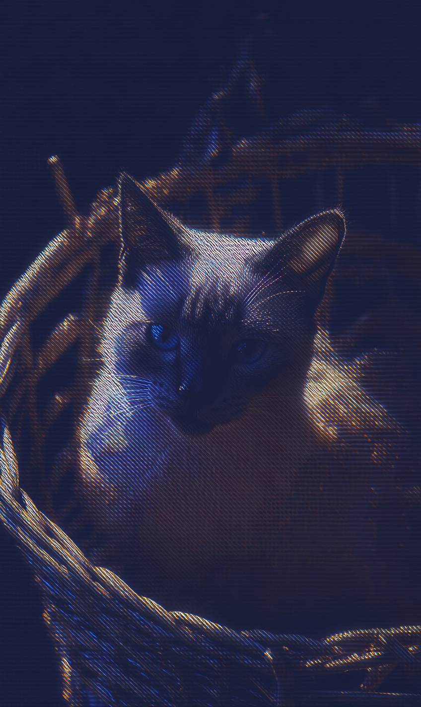 Siamese cats are cute