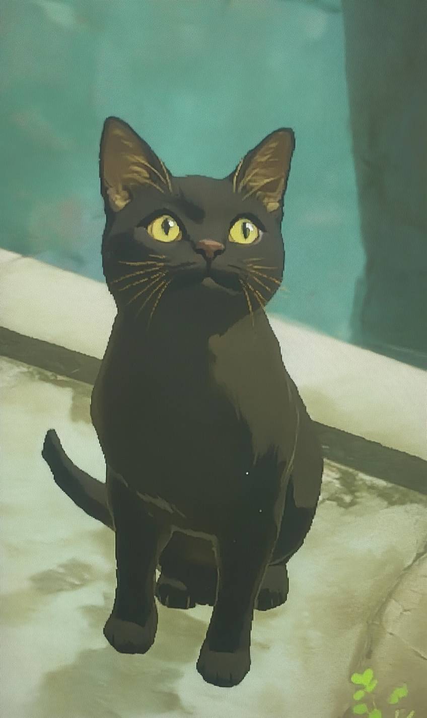ハバナブラウンキャットは可愛い
