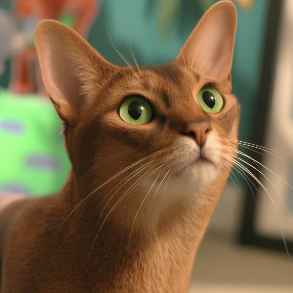 Die Abessinierkatze ist süß