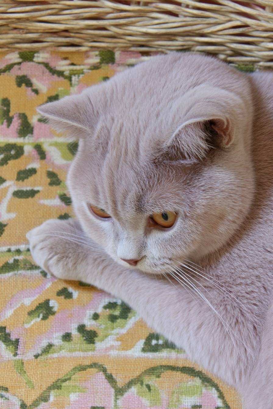Un gato británico de pelo corto y cariñoso está ronroneando.