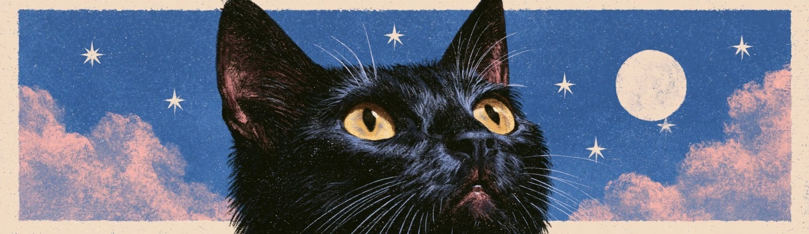 黑猫仰望夜空